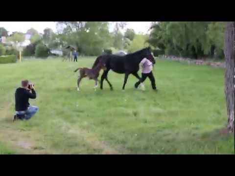 Colt For Romance x De Niro x Hohenstein *sold*