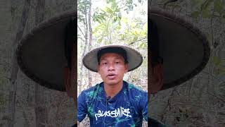 Download lagu Berapa kali Pelanduk dan Napuh beranak dalam setahun#Shorts mp3 Download lagu Berapa kali Pelanduk dan Napuh beranak dalam setahun#Shorts mp3