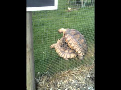 tortoise