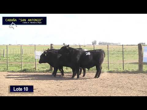 lotes Cabaña "San Antonio" Toros y Vaquillonas