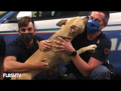 CANE SI GETTA TRA LE BRACCIA DEI POLIZIOTTI: IL PADRONE LO STAVA PICCHIANDO CON UN BASTONE