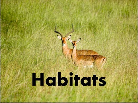 Habitats of Animals-What is a Habitat? -Video Lesson \u0026 Quiz for kids