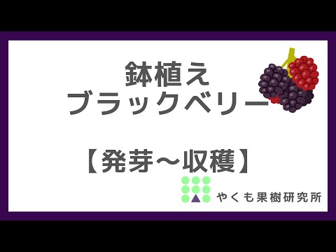 下のブラックベリー、レッドヤマウズラ 植物