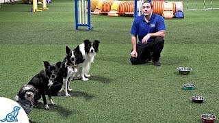 How To Train Your Dog To Wait Before Eating - Professional Dog Training Tips