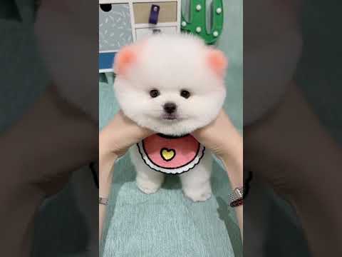 Cute Puppy lovely  Care #short #4390