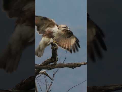 IUCN分類における絶滅の危険性を示す図。