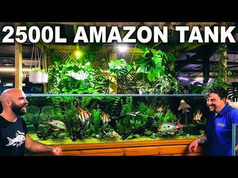 2500L Zoo Level Amazon Aquarium: FULL BUILD (Aquascape Tutorial)