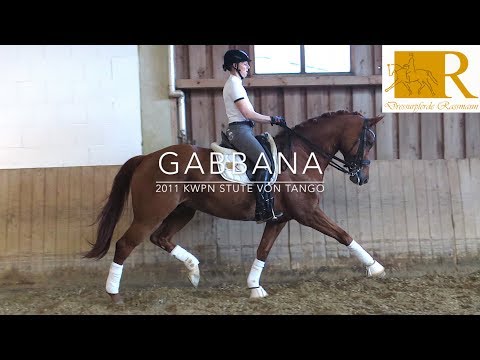 SOLD!! Dressurpferd - 2011 KWPN Stute von Tango, Stm. ca. 1,75, M-Dressur - Gabbana