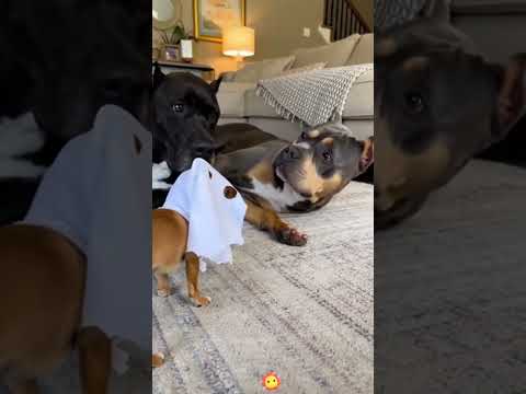 Chihuahua ：A comedic genius in the canine world. I think it deserves an Oscar.#funnydogs