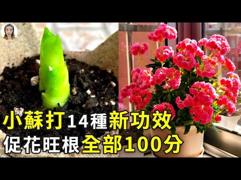 小蘇打在園藝中的14種新用法，能解決不開花不生根等99%的養花問題，沒花幾毛錢效果100分|花花世界