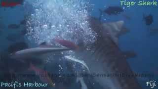 preview picture of video 'Tiger Shark Vs Scuba Diver 720p HD'