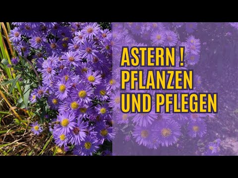 Astern pflanzen - Astern winterhart ? Alles wissenswerte über Aster dumosus und Aster frikartii