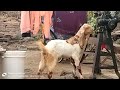 U G Goat Farm SKD Totapri Female Goat Kids