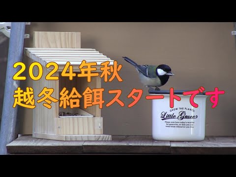 冬に鳥に餌を与えるにはどうすればよいですか？羽毛をより良くケアするために避けるべき間違い  庭園