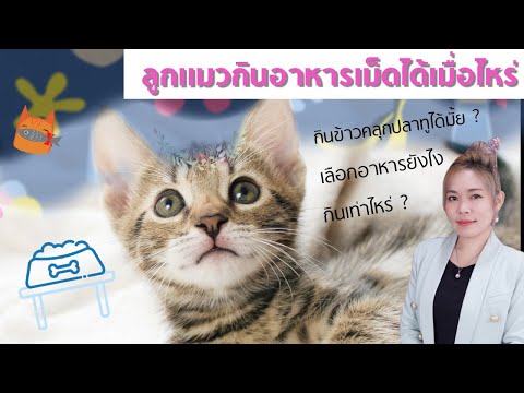 คลิกเพื่อดูคลิปวิดีโอ