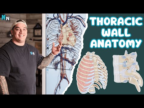 Anatomy of the Thoracic Wall
