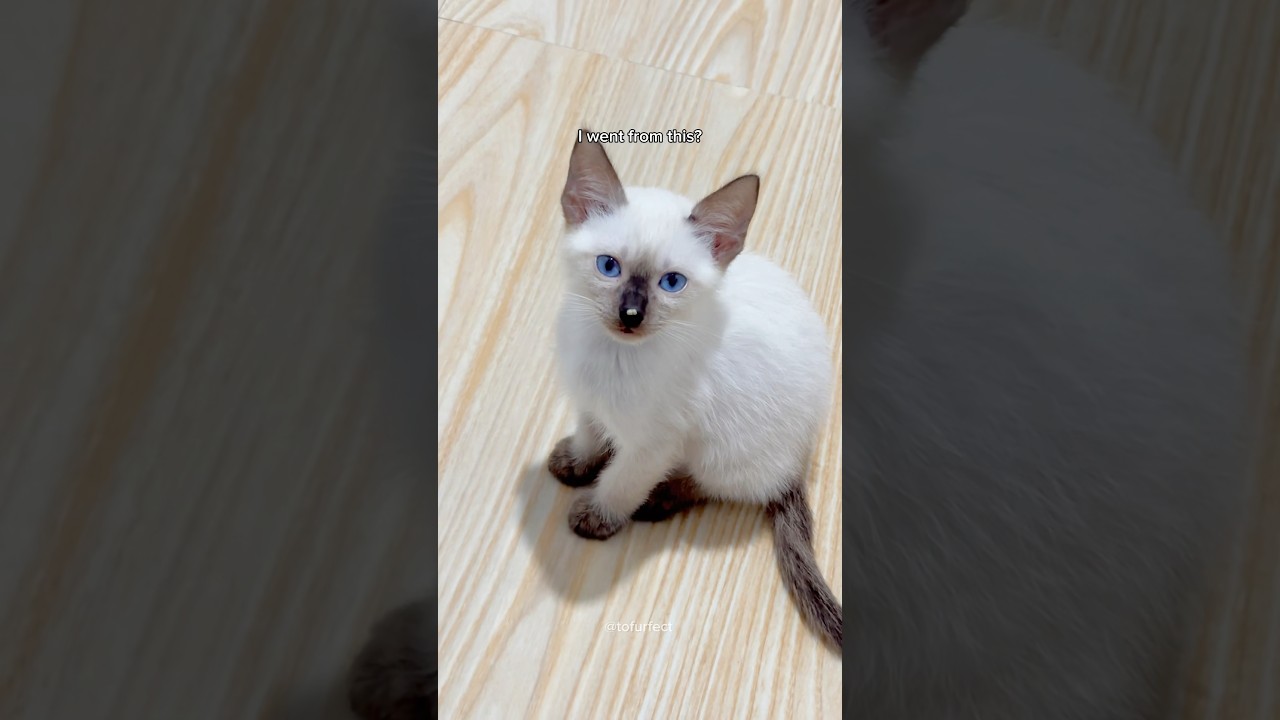 watch my siamese kitten grow up 🥹 #cat #viral #cute