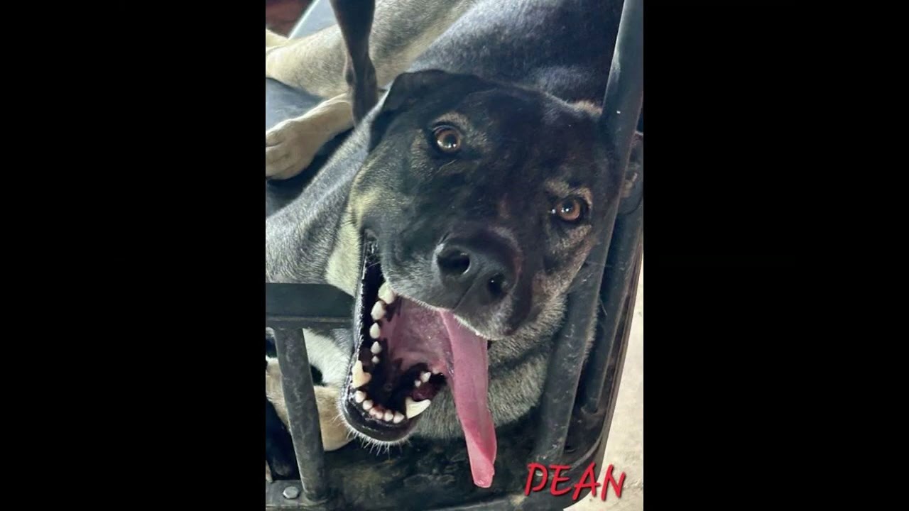 Enlarge Dean Tollie - LOCAL DOG, a Adoptable mixed breed in Andover, MA video 6/6