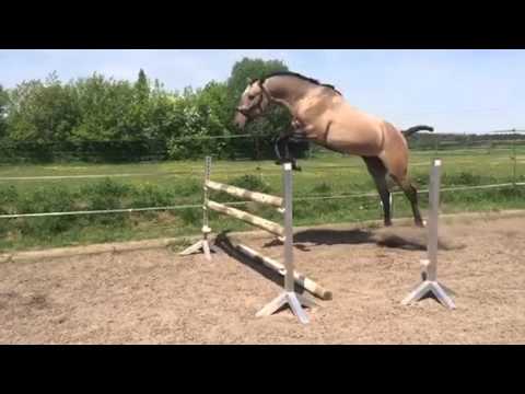 Lusitano 2 J. Isqueiro Steilsprung slowmo 5-15