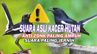 Download lagu ⚠️$uara pikat Kacer liar suara asli hutan,ampuh anti zonk. mp3
