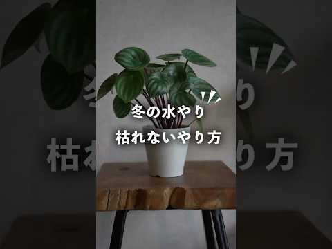 冬にディプラデニアに水をやる方法 冬に持ち込んだ場合 肥料メンテナンス ポットが葉を失う 霜病