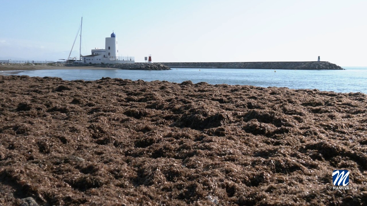 Las algas vuelven a invadir nuestras playas