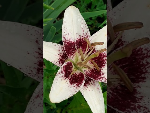 ВАЙТ ПИКСЕЛС лилия