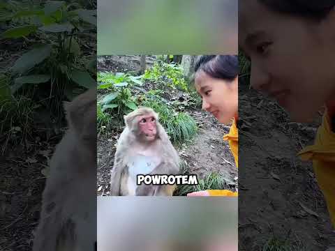 🐵 Małpia mama długo jej nie ufała… Ale finał wzrusza do łez! ❤️