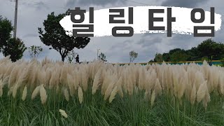 가을조경!!  꽃보다 아름다운 팜파스그라스!