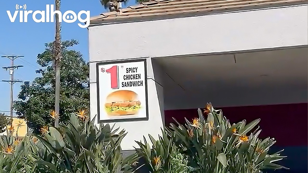 Reading the Fine Print of a Carl's Jr. Poster || ViralHog