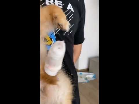 IL cane di Sespo e Rosalba si è tagliato una zampa!