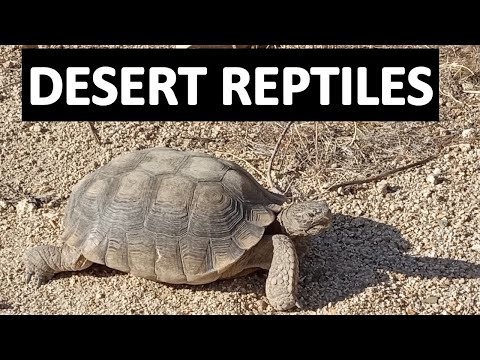 DESERT REPTILES - Mojave & Sonoran Desert, Joshua Tree:  Lizards, Iguanas, Snakes, Tortoises