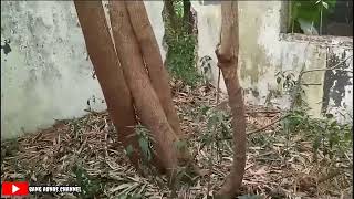 Download lagu RUMAH ANGKER// DI BAWAH RUMPUN BAMBU KUNING// mp3 Download lagu RUMAH ANGKER// DI BAWAH RUMPUN BAMBU KUNING// mp3