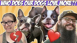 Our Boston Terriers CHOOSE who they LOVE more | Boyfriend VS Girlfriend