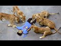 Lion Attack Man in Forest | Lion Attack Hunter | Lion Attack Stories part 7