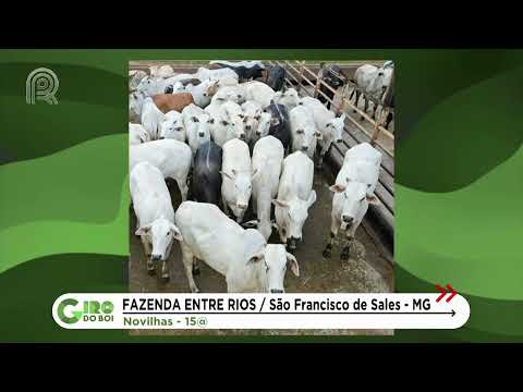 MINAS GERAIS: NOVILHAS DE CRUZAMENTO CHEGA A 15 ARROBAS; VEJA DETALHES