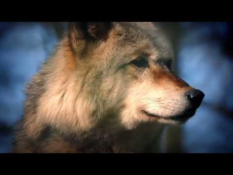 Lone Wolf by Rick Kremer
