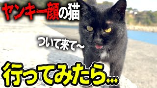【釣り】ヤンキー猫が「ついて来て」と言うので行ってみたら、天才ねこだった!!!!  【穴釣り】
