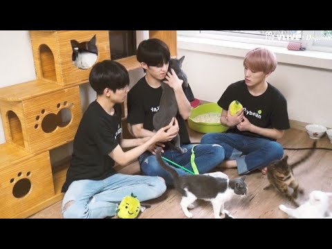 [ENG SUB] VLIVE 180917 [ⓓxV] "We Met Stray Cats" SEVENTEEN, Touch of Love (SEVENTEEN)
