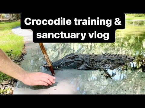 Croc training and sanctuary vlog!