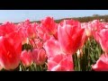 Nederland Tulpenland