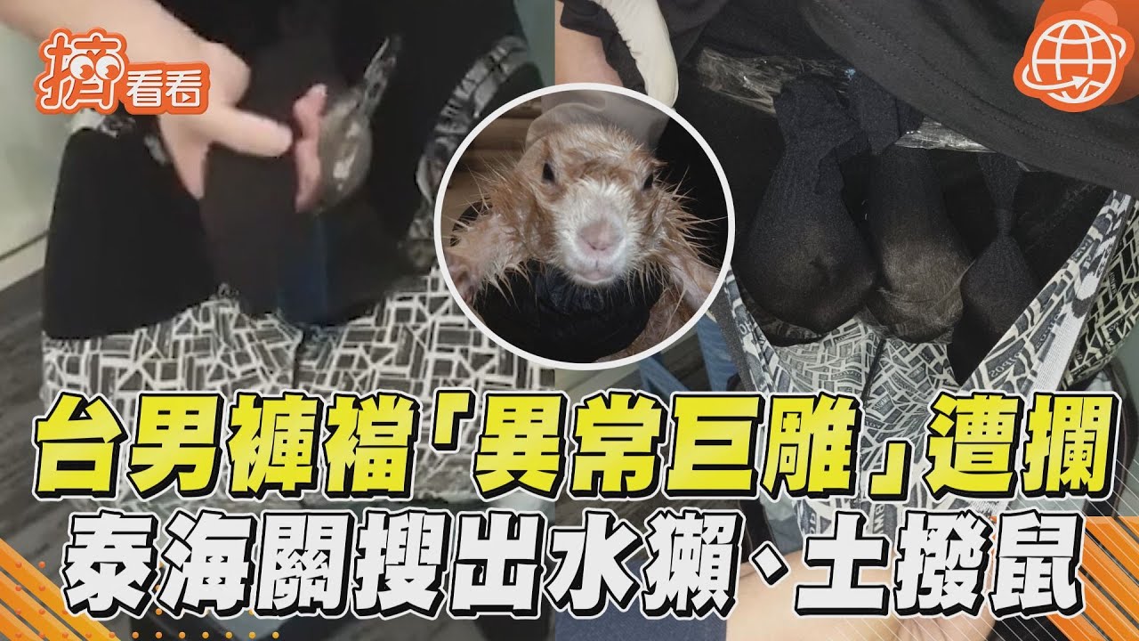 台男「褲襠隆起」闖泰國海關被識破 脫褲竟藏水獺、土撥鼠