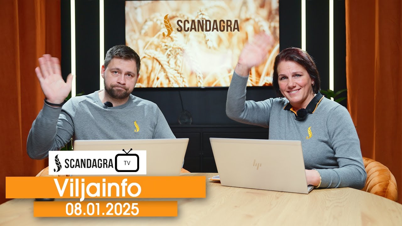 Scandagra VILJAINFO 08.01.2025