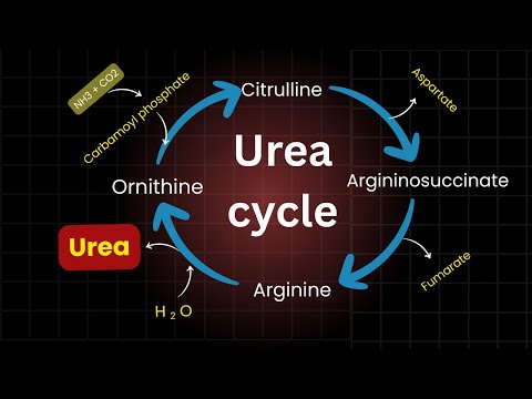 Urea cycle step by step explanation | Biochemistry | Bio scholar