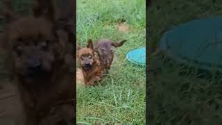 Video preview image #1 Mutt Puppy For Sale in Maryville, TN, USA