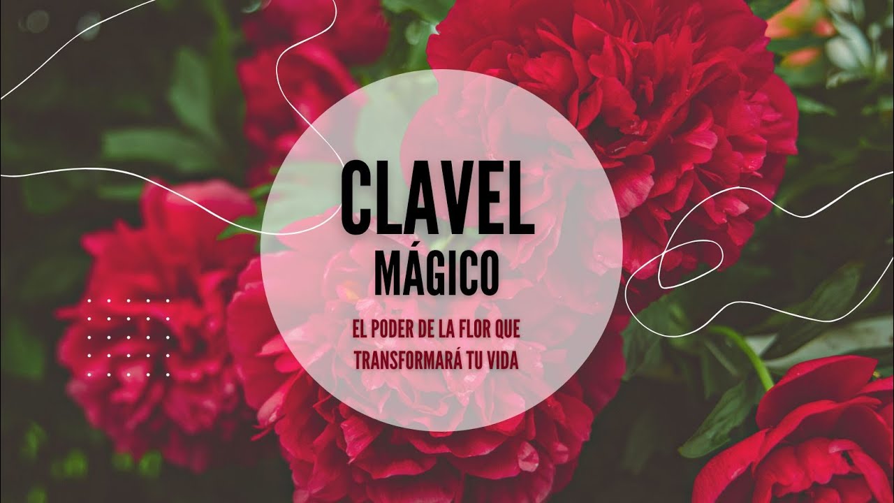 ¿Cuáles son las propiedades de la flor del clavel? LIB Answers
