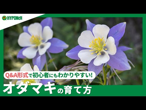 園芸 オダマキ、斑鳩、オオバト