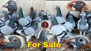 Racing pigeons For Sale| Pigeons For Sale| Racing pigeons| Kalapati | Fancy piegon| piegon