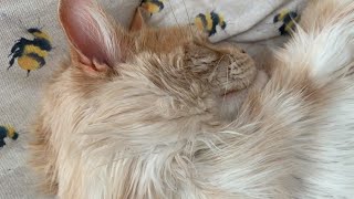 How To Groom a Maine Coon Cat