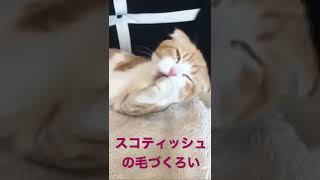 【スコティッシュフォールド】　癒される毛づくろい